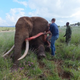 Illustration for article titled An Elephant Researcher Mourns An Elephant Lost to Poachers